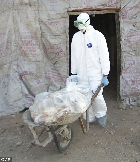 科学家警告H5N1病毒变体或将致一半人类死亡