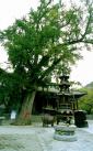 冠世榴园风景区